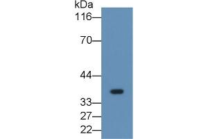 Detection of FGL1 in Human Placenta lysate using Monoclonal Antibody to Fibrinogen Like Protein 1 (FGL1) (FGL1 抗体  (AA 23-312))