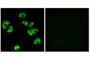 Immunofluorescence analysis of A549 cells, using LILRB4 antibody.