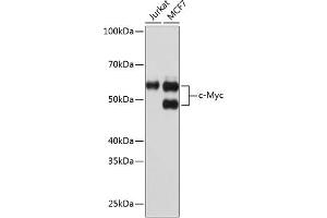 Western blot analysis of extracts of various cell lines, using c-Myc antibody (ABIN7268711) at 1:1000 dilution. (c-MYC 抗体)