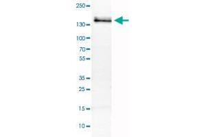 Western Blot analysis of RT-4 cell lysate with FLT1 monoclonal antibody, clone CL0345 . (FLT1 抗体)