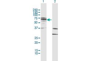 Western Blot analysis of IKZF4 expression in transfected 293T cell line by IKZF4 MaxPab polyclonal antibody. (IKZF4 抗体  (AA 1-544))