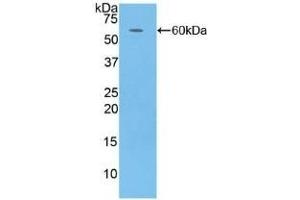 Detection of Recombinant CFD, Human using Polyclonal Antibody to Complement Factor D (CFD) (Adipsin 抗体  (AA 1-253))