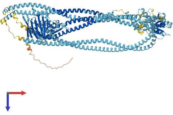 SMC1B Protein (AA 1-1248) (His tag)