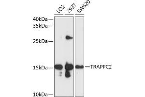 Western blot analysis of extracts of various cell lines, using TR antibody  at 1:1000 dilution. (TRAPPC2 抗体  (AA 1-140))