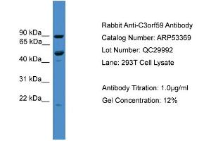 WB Suggested Anti-C3orf59  Antibody Titration: 0. (MB21D2 抗体  (C-Term))
