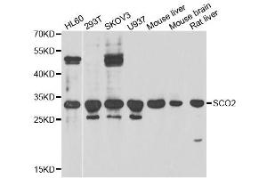 Western blot analysis of extracts of various cell lines, using SCO2 antibody. (SCO2 抗体  (AA 1-130))