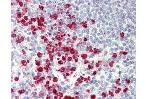 Anti-ORMDL3 antibody IHC staining of human spleen.
