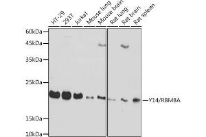 Western blot analysis of extracts of various cell lines, using Y14/RBM8A Rabbit mAb (ABIN7270089) at 1:1000 dilution. (RBM8A 抗体)