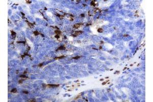 Image no. 1 for anti-Thymidine Phosphorylase (TYMP) (AA 311-482) antibody (ABIN1491396) (Thymidine Phosphorylase 抗体  (AA 311-482))