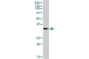STX1A MaxPab rabbit polyclonal antibody. (STX1A 抗体  (AA 1-251))