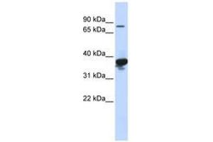 Image no. 1 for anti-LON Peptidase N-terminal Domain and Ring Finger 2 (LONRF2) (AA 576-625) antibody (ABIN6740829) (LONRF2 抗体  (AA 576-625))