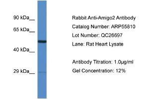 Western Blotting (WB) image for anti-Adhesion Molecule with Ig-Like Domain 2 (AMIGO2) (Middle Region) antibody (ABIN2786381) (AMIGO2 抗体  (Middle Region))