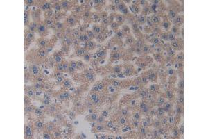 IHC-P analysis of Mouse Tissue, with DAB staining. (CA5A 抗体  (AA 7-179))