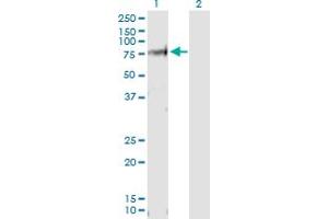 Western Blot analysis of VANGL1 expression in transfected 293T cell line by VANGL1 MaxPab polyclonal antibody. (Vangl1 抗体  (AA 1-524))