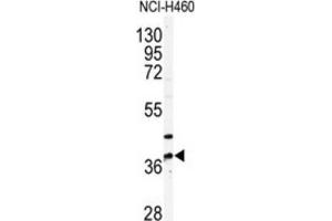 Western Blotting (WB) image for anti-Pantothenate Kinase 3 (PANK3) antibody (ABIN3003020) (PANK3 抗体)