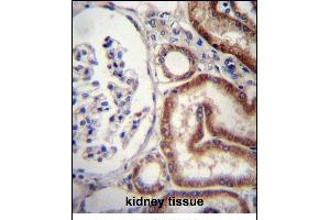 MIOX Antibody (N-term) (ABIN657153 and ABIN2846286) immunohistochemistry analysis in formalin fixed and paraffin embedded human kidney tissue followed by peroxidase conjugation of the secondary antibody and DAB staining. (MIOX 抗体  (N-Term))