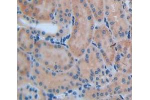 IHC-P analysis of Mouse Tissue, with DAB staining. (MMP13 抗体  (AA 66-238))