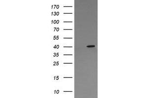 Image no. 2 for anti-Mitogen-Activated Protein Kinase 13 (MAPK13) antibody (ABIN1499956) (MAPK13 抗体)