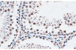 Immunohistochemistry of paraffin-embedded Mouse testis using AQR Polyclonal Antibody at dilution of 1:100 (40x lens). (AQR 抗体)