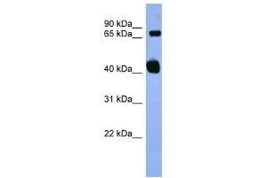 Apbb1 antibody used at 0.