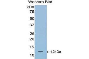 Western Blotting (WB) image for anti-Sema Domain, Immunoglobulin Domain (Ig), Short Basic Domain, Secreted, (Semaphorin) 3E (SEMA3E) (AA 581-669) antibody (ABIN1078523) (SEMA3E 抗体  (AA 581-669))
