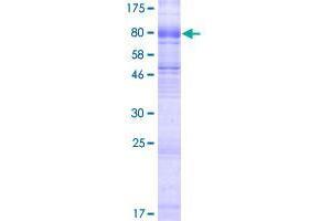 SLC6A19 Protein (AA 1-634) (GST tag)