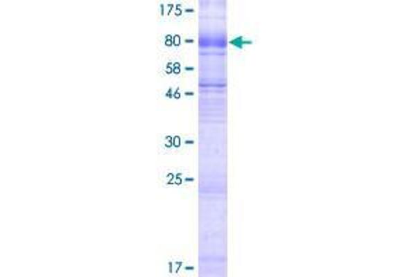 SLC6A19 Protein (AA 1-634) (GST tag)