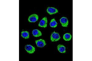 Confocal immunofluorescent analysis of CNIH2 Antibody (N-term) (ABIN655476 and ABIN2844999) with U-251MG cell followed by Alexa Fluor 488-conjugated goat anti-rabbit lgG (green). (CNIH2 抗体  (N-Term))