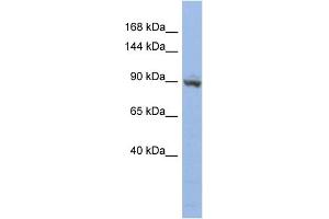 WB Suggested Anti-ZNF546 Antibody Titration:  0. (ZNF546 抗体  (N-Term))
