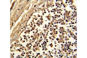 IHC analysis of FFPE human lymph with CD33 antibody