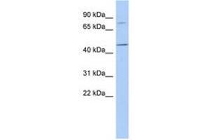 FBXO39 anticorps  (AA 35-84)
