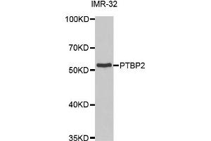 Western Blotting (WB) image for anti-Polypyrimidine Tract Binding Protein 2 (PTBP2) antibody (ABIN1877081) (PTBP2 抗体)