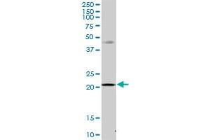 MRPS23 MaxPab polyclonal antibody. (MRPS23 抗体  (AA 1-190))
