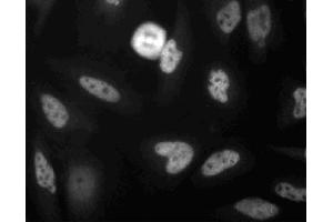Immunoflourescence staining of MDCK cells. (FADD 抗体  (AA 94-208))