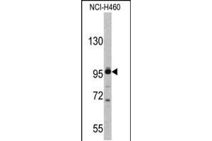 Western blot analysis of XPOT antibody in NCI-H460 cell line lysates (35ug/lane) (XPOT 抗体  (C-Term))