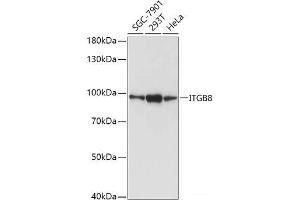 Western blot analysis of extracts of various cell lines using ITGB8 Polyclonal Antibody at dilution of 1:1000. (ITGB8 抗体)