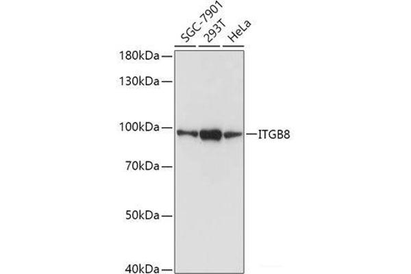 ITGB8 抗体