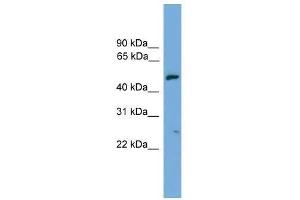 EXOC4 antibody used at 0. (Sec8 抗体  (N-Term))