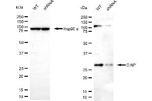 Western blotting analysis using CINP antibody (ABIN7798087).