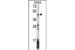 Western blot analysis of KIR2DL5B Antibody (Center) (ABIN652855 and ABIN2842556) in K562 cell line lysates (35 μg/lane). (KIR2DL5B 抗体  (AA 264-290))
