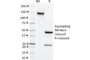 SDS-PAGE (SDS) image for anti-Tumor Necrosis Factor Receptor Superfamily, Member 4 (TNFRSF4) antibody (ABIN6941470)