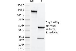 SDS-PAGE Analysis Purified CD134 Rat Monoclonal Antibody (OX-86). (TNFRSF4 抗体)