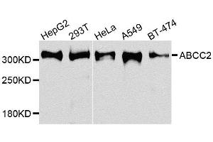 Western blot analysis of extracts of various cell lines, using ABCC2 antibody. (ABCC2 抗体  (AA 180-315))