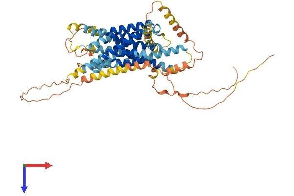 GPR135 Protein (AA 1-494) (His tag)