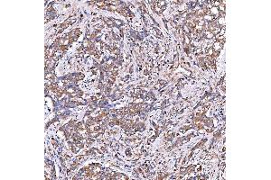 IHC analysis of SERAC1 using anti-SERAC1 antibody (ABIN7602709).