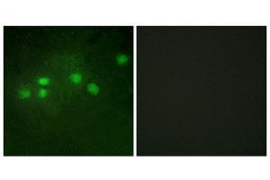 Immunofluorescence (IF) image for anti-E74-Like Factor 1 (Ets Domain Transcription Factor) (ELF1) (C-Term) antibody (ABIN1849319) (ELF1 抗体  (C-Term))