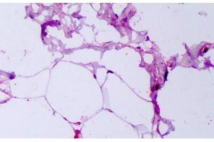 Anti-Adiponectin antibody IHC staining of human breast, adipocytes. (ADIPOQ 抗体)