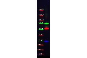 Western Blot of Anti-Trypsin Polyclonal Antibody-Multiplex Fluorescent Western blot.