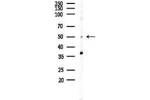 Western blot analysis of lysates from RAW264.