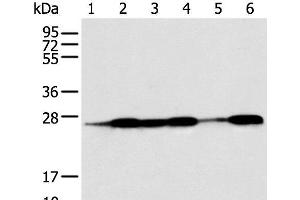 Western blot analysis of Human fetal muscle tissue HEPG2 Jurkat Hela A431 and A549 cell using BAG2 Polyclonal Antibody at dilution of 1:550 (BAG2 抗体)